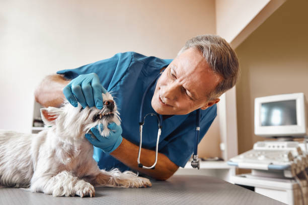 Best Broken or Chipped Tooth Repair in Sheffield, OH